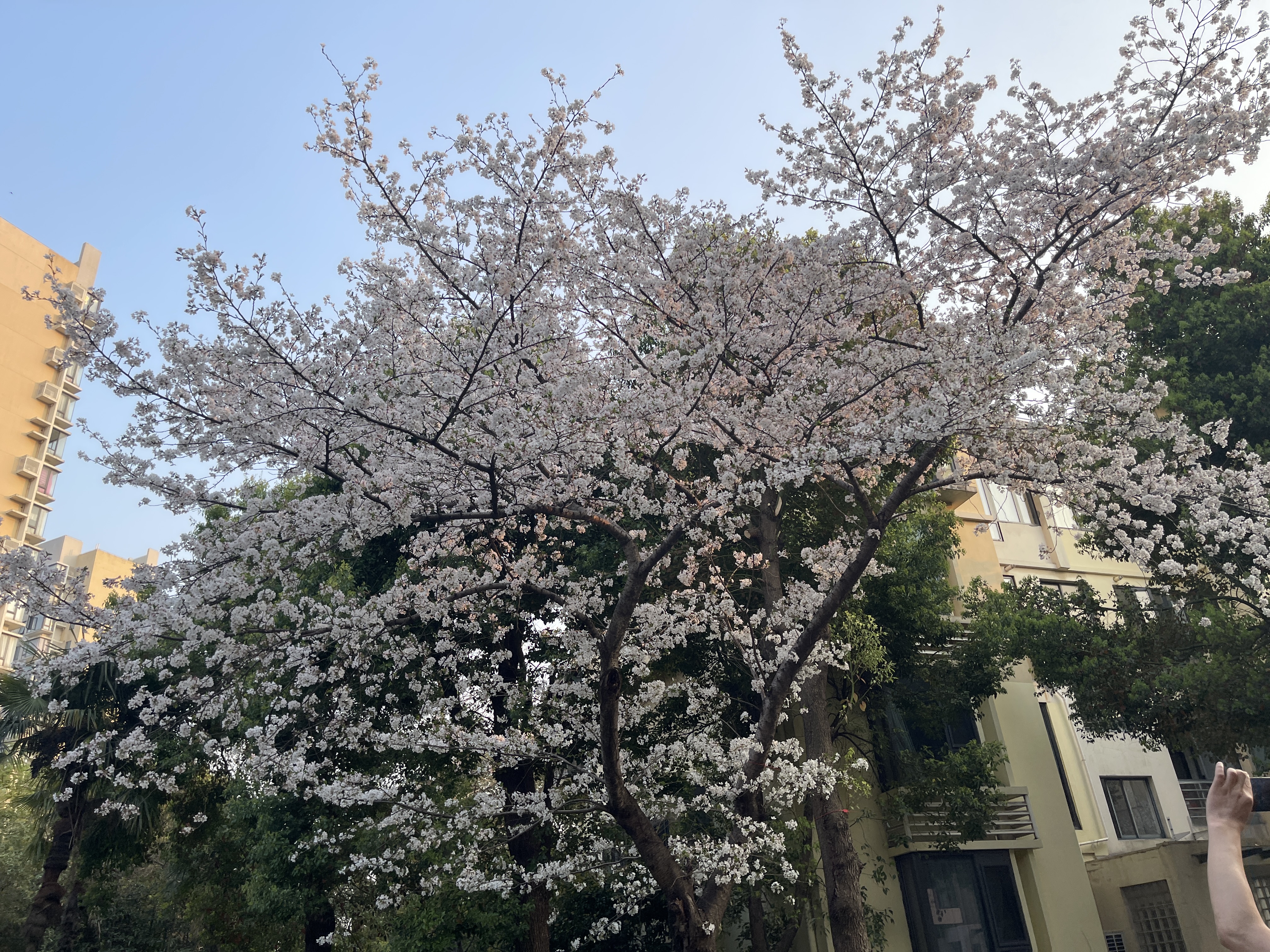 王沛